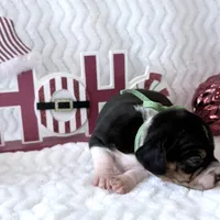 Pocket Beagle Arie, a female Beagle for sale in Gentry, AR – Photo 2 of 4