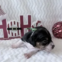 Pocket Beagle Arie, a female Beagle for sale in Gentry, AR – Photo 3 of 4