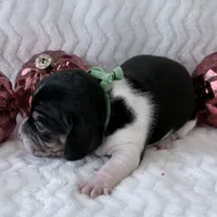 Pocket Beagle Arie, a female Beagle for sale in Gentry, AR – Photo 1 of 4