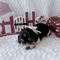 Pocket Beagle Khali, a female Beagle for sale in Gentry, AR – Photo 1 of 6