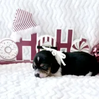 Pocket Beagle Khali, a female Beagle for sale in Gentry, AR – Photo 3 of 6