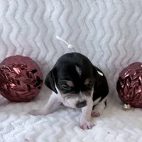 Pocket Beagle Khali, a female Beagle for sale in Gentry, AR – Photo 6 of 6