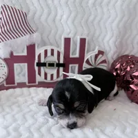 Pocket Beagle Khali, a female Beagle for sale in Gentry, AR – Photo 5 of 6