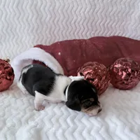 Pocket Beagle Khali, a female Beagle for sale in Gentry, AR – Photo 2 of 6