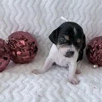 Pocket Beagle Khali, a female Beagle for sale in Gentry, AR – Photo 4 of 6