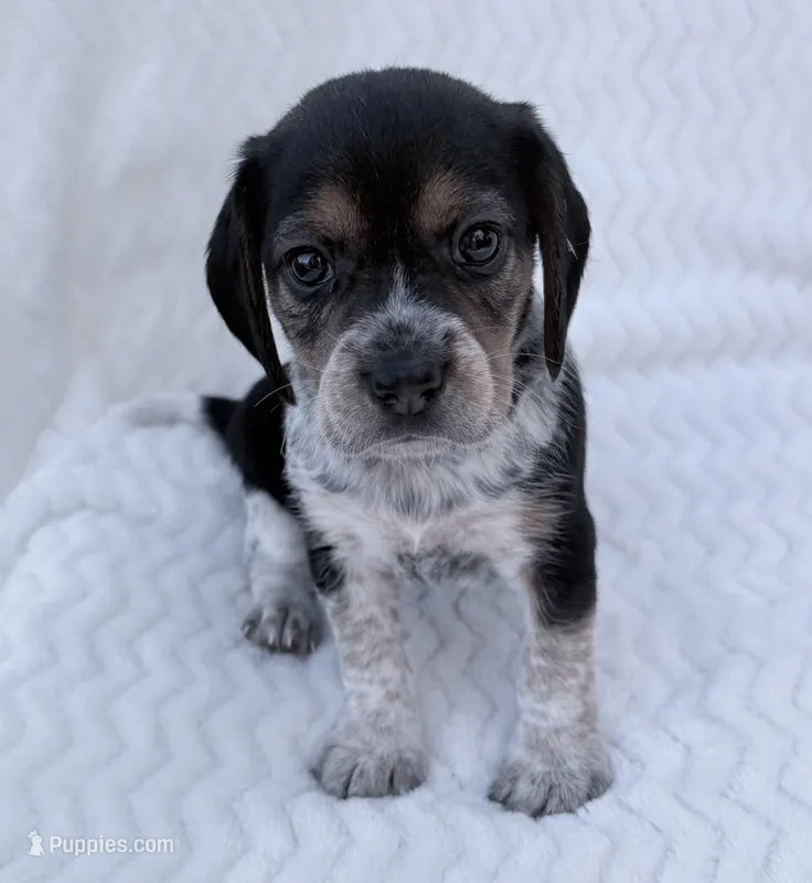 Pocket Beagle Female 3 – Beagle puppy for sale in Gentry, AR