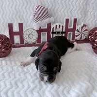 Pocket Beagle Trotter, a male Beagle for sale in Gentry, AR – Photo 5 of 5