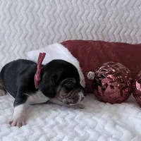 Pocket Beagle Trotter, a male Beagle for sale in Gentry, AR – Photo 4 of 5