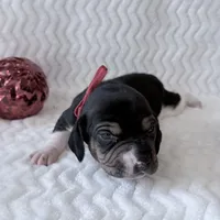 Pocket Beagle Trotter, a male Beagle for sale in Gentry, AR – Photo 3 of 5