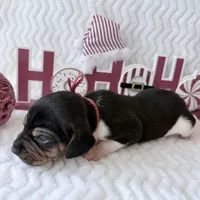 Pocket Beagle Trotter, a male Beagle for sale in Gentry, AR – Photo 2 of 5