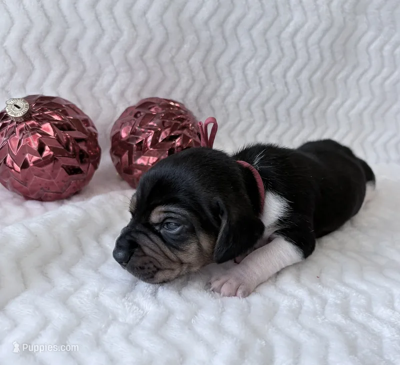 Pocket Beagle Trotter