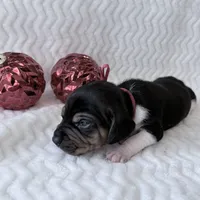 Pocket Beagle Trotter, a male Beagle for sale in Gentry, AR – Photo 1 of 5