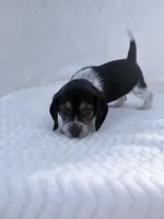 Pocket Beagle Female 3, a female Beagle for sale in Gentry, AR – 2 of 5