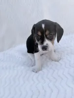 Pocket Beagle female 2, a female Beagle for sale in Gentry, AR – 4 of 5