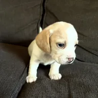 Pocket Beagle Skittles, a female Beagle for sale in Gentry, AR – Photo 2 of 2
