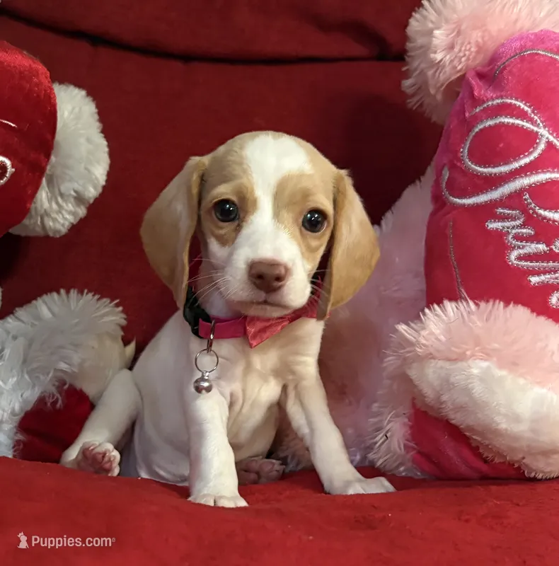 Pocket Beagle Skittles