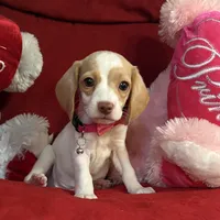 Pocket Beagle Skittles, a female Beagle for sale in Gentry, AR – Photo 1 of 2