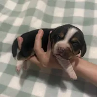 Pocket Beagle Patch, a male Beagle for sale in Gentry, AR – Photo 2 of 2