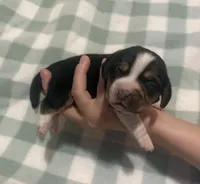 processed/5d987491-95ed-4ceb-ac81-8c1a8334426b/listing/cdaac0d4-0ca7-4c60-b8a6-6541d7687c48/0e6b5bb5-1a28-4cc5-8d9c-a885685fd0b6