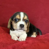 Pocket Beagle Patch, a male Beagle for sale in Gentry, AR – Photo 1 of 2