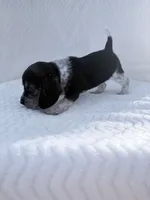 Pocket Beagle Female 3, a female Beagle for sale in Gentry, AR – 5 of 5