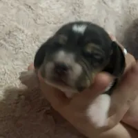 Pocket Beagle Jimbo, a male Beagle for sale in Gentry, AR – Photo 2 of 2