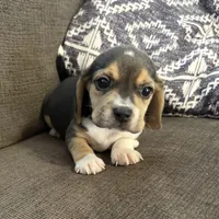 Pocket Beagle Jimbo, a male Beagle for sale in Gentry, AR – Photo 1 of 2