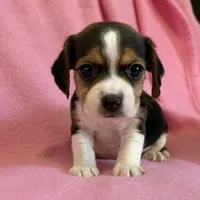 Pocket Beagle Jersey, a female Beagle for sale in Gentry, AR – Photo 1 of 2