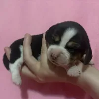 Pocket Beagle Jersey, a female Beagle for sale in Gentry, AR – Photo 2 of 2