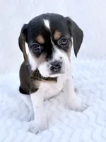 Pocket Beagle female 2, a female Beagle for sale in Gentry, AR – 1 of 5