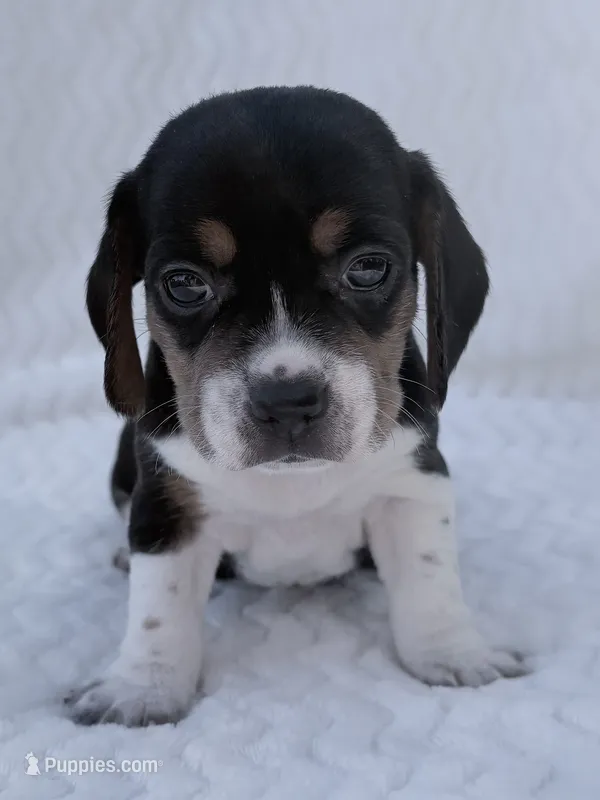 Pocket Beagle Female 1 – Beagle puppy for sale in Gentry, AR