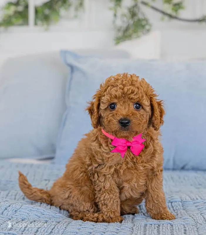 Willey – Poodle - Toy  puppy for sale in Brooklyn, NY