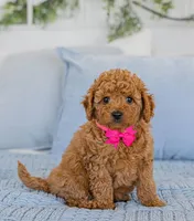 Willey, a female Poodle - Toy  for sale in Brooklyn, NY – 1 of 4