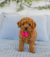 Willey, a female Poodle - Toy  for sale in Brooklyn, NY – 2 of 4