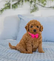Willey, a female Poodle - Toy  for sale in Brooklyn, NY – 3 of 4