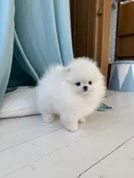 Lilly, a female Pomeranian for sale in Brooklyn, NY – 1 of 4