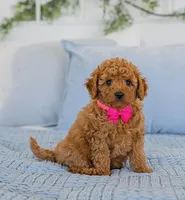 Willey, a female Poodle - Toy  for sale in Brooklyn, NY – 4 of 4