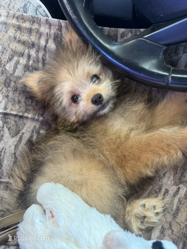 Poppy – Pomapoo, Pomeranian puppy for sale in Glenwood, AR
