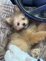 Poppy, a female Pomapoo and Pomeranian for sale in Glenwood, AR – 1 of 5