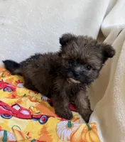 Peter , a male Pomapoo and Poodle - Toy  for sale in Glenwood, AR – 3 of 5