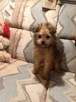 Poppy, a female Pomapoo and Pomeranian for sale in Glenwood, AR – 2 of 5