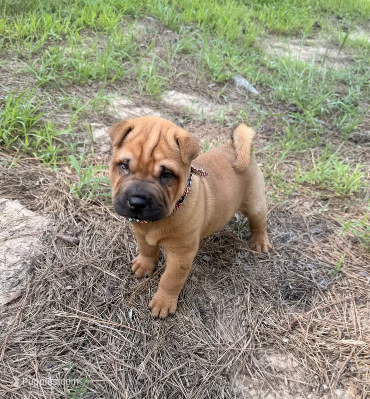 Carver – Chinese Shar-Pei puppy for sale in Glenwood, AR