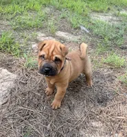 Carver, a male Chinese Shar-Pei for sale in Glenwood, AR – 1 of 4
