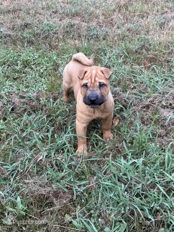 Carver – Chinese Shar-Pei puppy for sale in Glenwood, AR