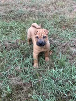 Carver, a male Chinese Shar-Pei and Miniature Shar-Pei for sale in Glenwood, AR – 2 of 8