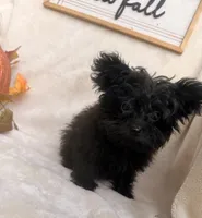 Bluey, a male Pomapoo and Poodle - Toy  for sale in Glenwood, AR – 2 of 5