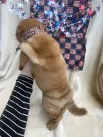 George  Washington , a male Chinese Shar-Pei for sale in Glenwood, AR – 5 of 5