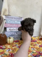 Paisley , a female Pomapoo and Poodle - Toy  for sale in Glenwood, AR – 2 of 4