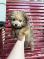 Pip , a female Pomapoo and Poodle - Toy  for sale in Glenwood, AR – 2 of 4