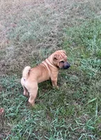 Carver, a male Chinese Shar-Pei and Miniature Shar-Pei for sale in Glenwood, AR – 5 of 8